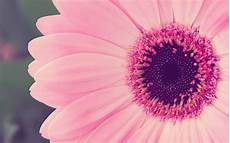 Wallpaper Of Pink Flower by Pink Flower Desktop Wallpapers Wallpaper Cave Wallpaper Of Pink Flower
