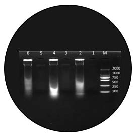 生物信息学研究服务-测序分析服务-医学实验外包-动物实验外包-细胞实验外包「东极生物」