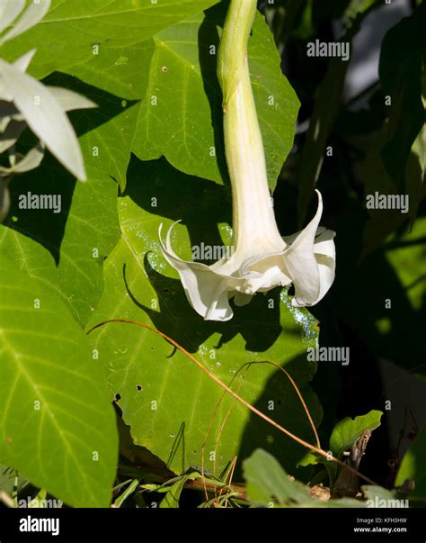 White trumpet flowers of Datura nine species of poisonous vespertine ...