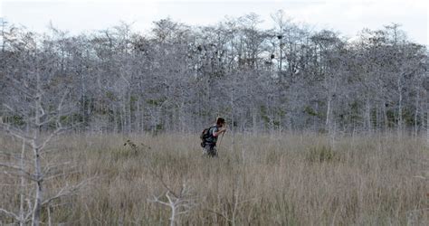 Image result for Python Kills Florida