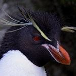 Image result for Document.write in JavaScript