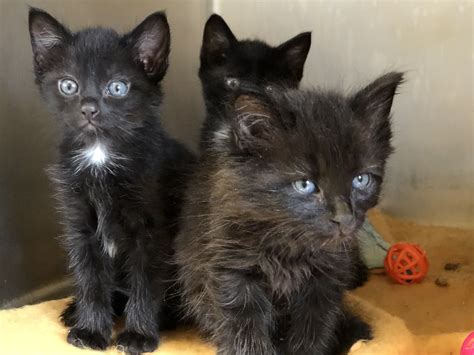 HUMANE SOCIETY WATERVILLE AREA - Waterville ME - Hours, Directions ...