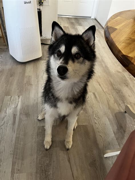 My doggos eyes smell like mothballs… : r/doggos