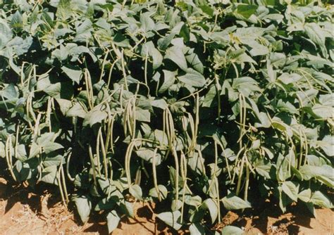 M-Tech Gardens Hybrid Cowpea Seeds" Arka Garima" High Yield Disease ...