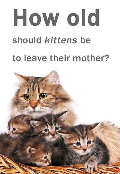 At What Age Kittens Ready for Adoption