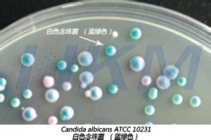 白色念珠菌 ATCC10231-环凯微生物官网