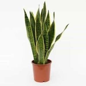 KPL SANSEVIERIA Sansevieria Plant Price in India - Buy KPL SANSEVIERIA ...