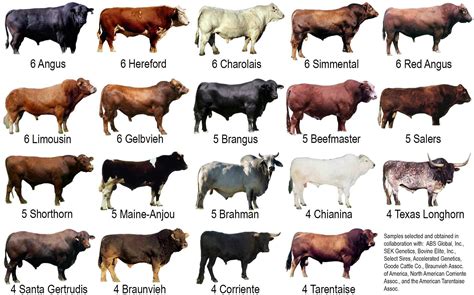 Cow Breeds | Cattle farming, Breeds of cows, Cattle ranching