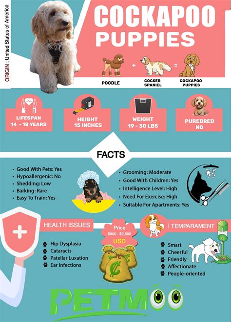 Image result for Cockapoo Information