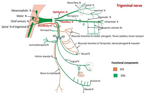 trigeminal nerve - its origin, course, divisions i.e. ophthalmic, maxillary and mandibular ...