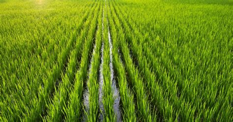 Agricultural Land Purchase Rules in Tamil Nadu 2026