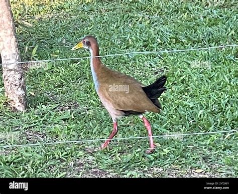 Giant Wood-Rail (Aramides ypecaha Stock Photo - Alamy