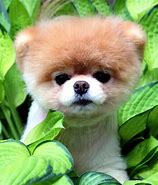 Image result for Cutest Dog in the World Real
