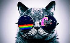 Cool Cat Wallpapers by Cool Cat Backgrounds Wallpaper Cave Cool Cat Wallpapers