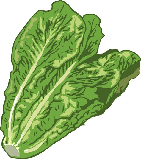 Lettuce png graphic clipart design 20962857 PNG