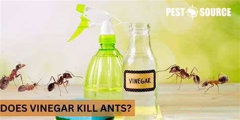Does Vinegar Kill Ants? - Pest Source