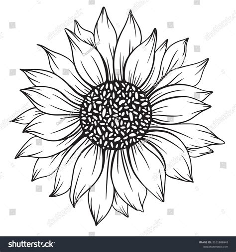 21,578 Sunflowers Outlines Images, Stock Photos & Vectors | Shutterstock