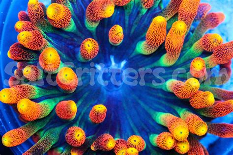 Colorado Sunburst Anemone