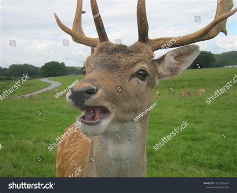 Python Mouth Open Deer 的图像结果