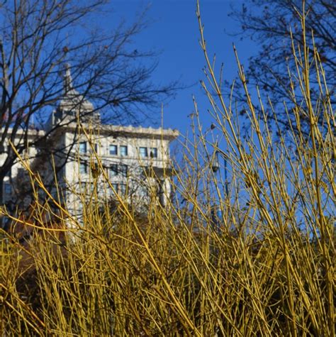 Cornus sericea 'Flaviramea' - Yellow Twig Dogwood | Myriad Botanical ...