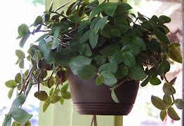 Image result for Baby Bunny Bellies House Plant