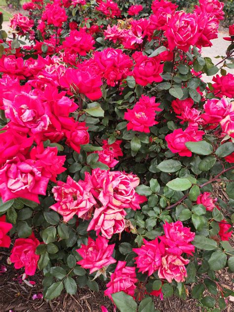 Rose 'Double Knockout®' - Hello Hello Plants