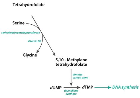 Image result for Folate DNA Synthesis