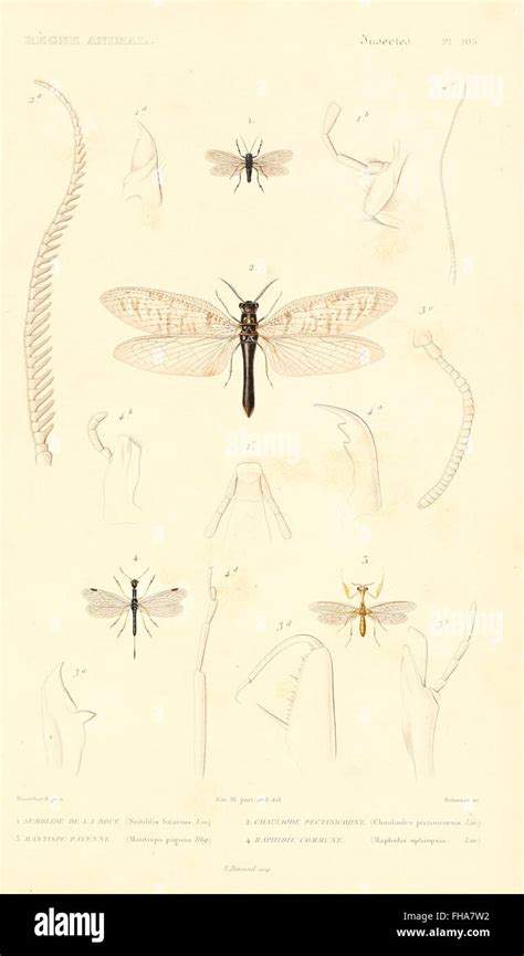 Zoological Classification 的图像结果