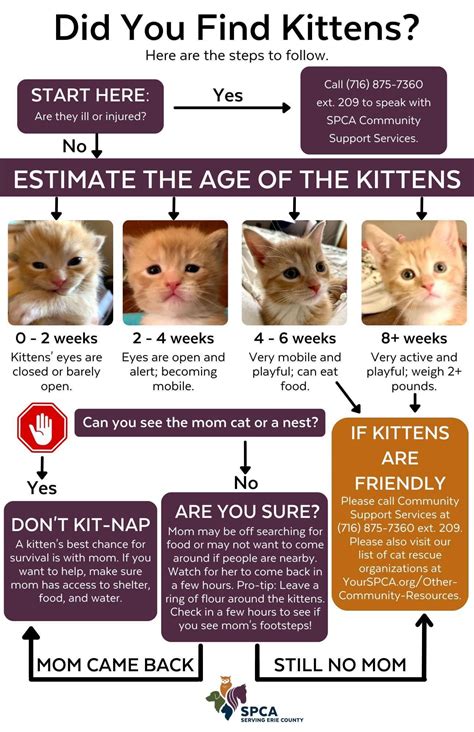 Kitten Season Tips! : r/CatDistributionSystem