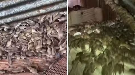 密集恐惧！澳大利亚农夫在谷仓里拍到上千只老鼠聚集的场景