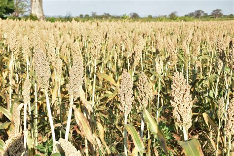 Dryland crops - CIMMYT