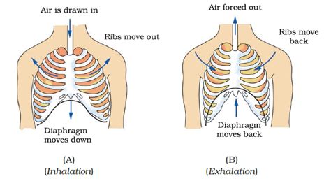 Image result for Class 7th Science Chapter 10 Keyword