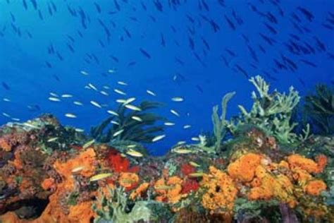 Image result for Jellyfish Tutorial C4d