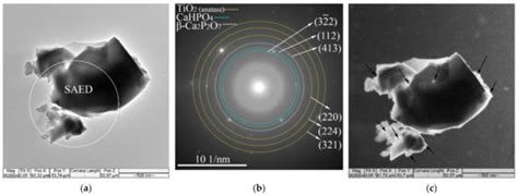 Amorphous–Crystalline Calcium Phosphate Coating Promotes In Vitro ...