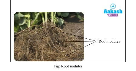 Nitrogen Cycle Diagram, Nitrogen Fixation, Nitrification ...
