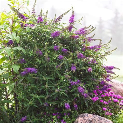 Black Knight Butterfly Bush | The Sill