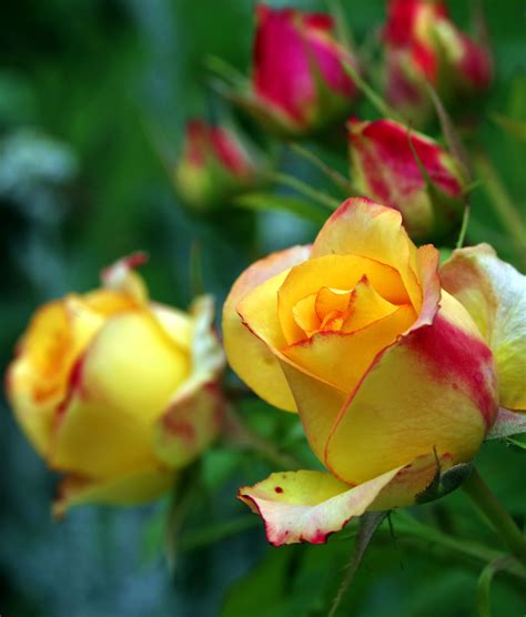 Free Images : petal, orange, yellow, flora, spikes, rose petals, rose ...