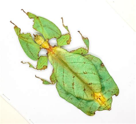 Leaf Insect -Phylliidae -Phyllium Giganteum (f) -Cameron Highlands, M ...