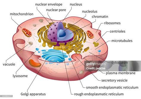 Normal Cell Structure 的图像结果