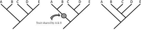 Image result for Sample Cladogram