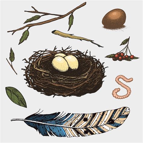 Nest illustration Images - Free Download on Freepik