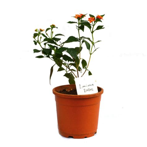 Lantana Dallas – Orange Yellow Flowering Creeper Plant