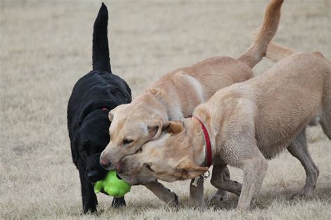 Dogs Playing 的图像结果