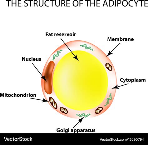 Fat Cell Structure 的图像结果