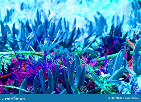 Ultraviolet Abstract Background - Closeup of Sempervivum Calcareum ...