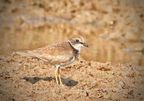 Rare Long-Billed Plover bird sighted in Odisha’s Bhitarkanika national park