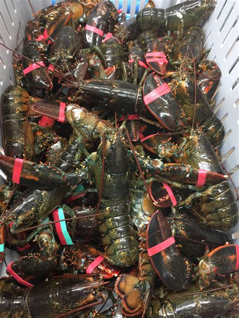 Buy live lobster online | Live Lobsters From Maine | Online Seafood ...