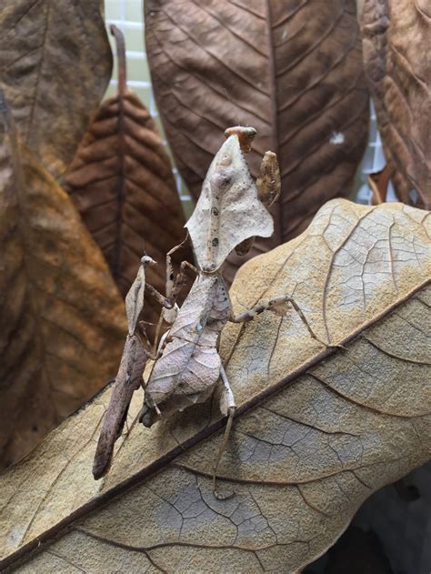 Dead Leaf Mantis (Deroplatys lobata) – Small Exotic Farm