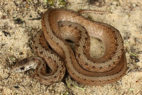 Pin Snakes Of Nc