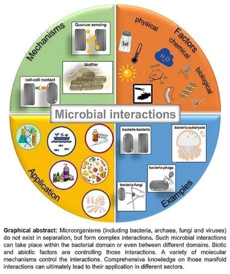 Friends or Foes—Microbial Interactions in Nature